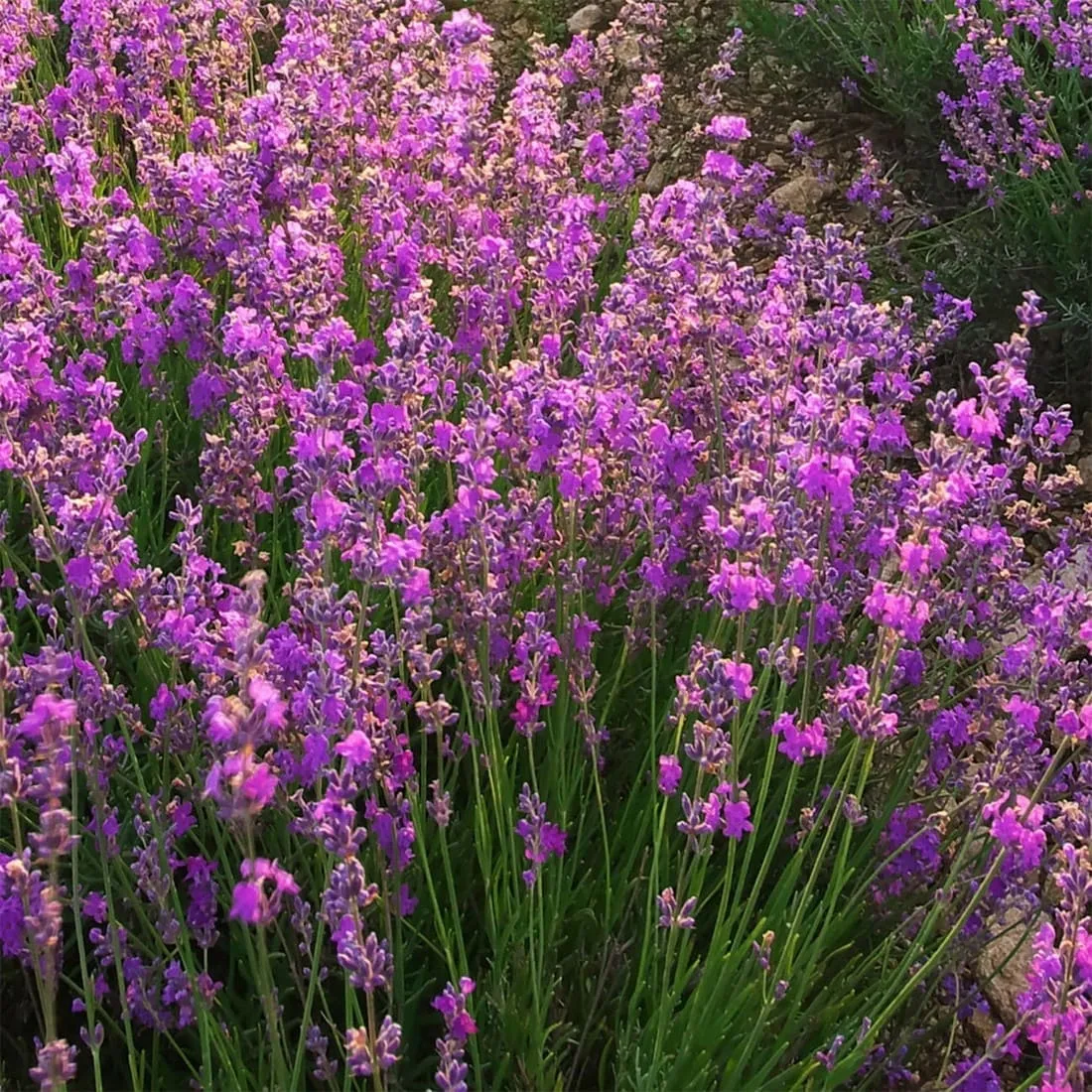 Фотообои рулонные Citydecor Лавандовое поле на флизелиновой основе 300x254 см