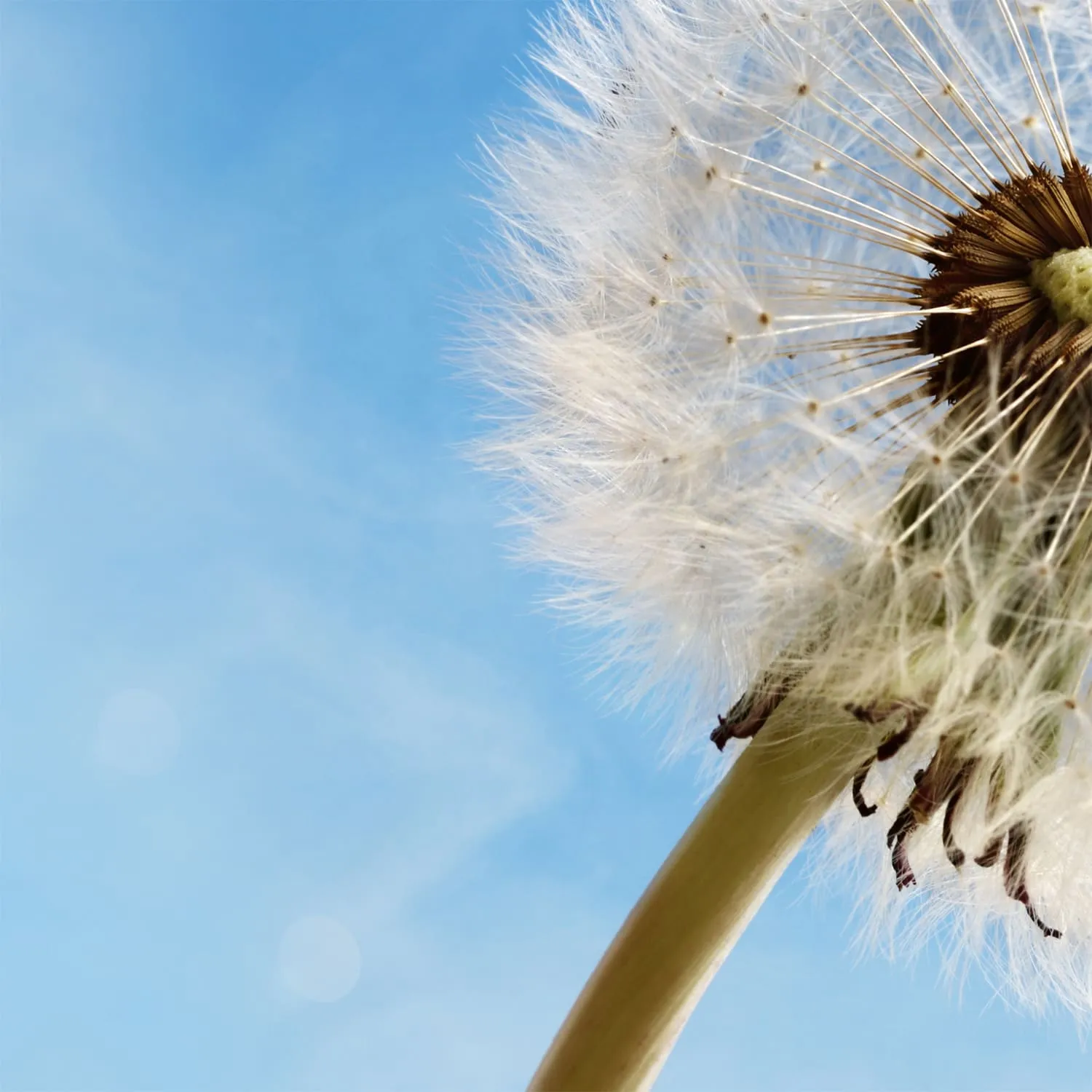 Фотообои рулонные Citydecor Одуванчик 2 на флизелиновой основе 300x254 см