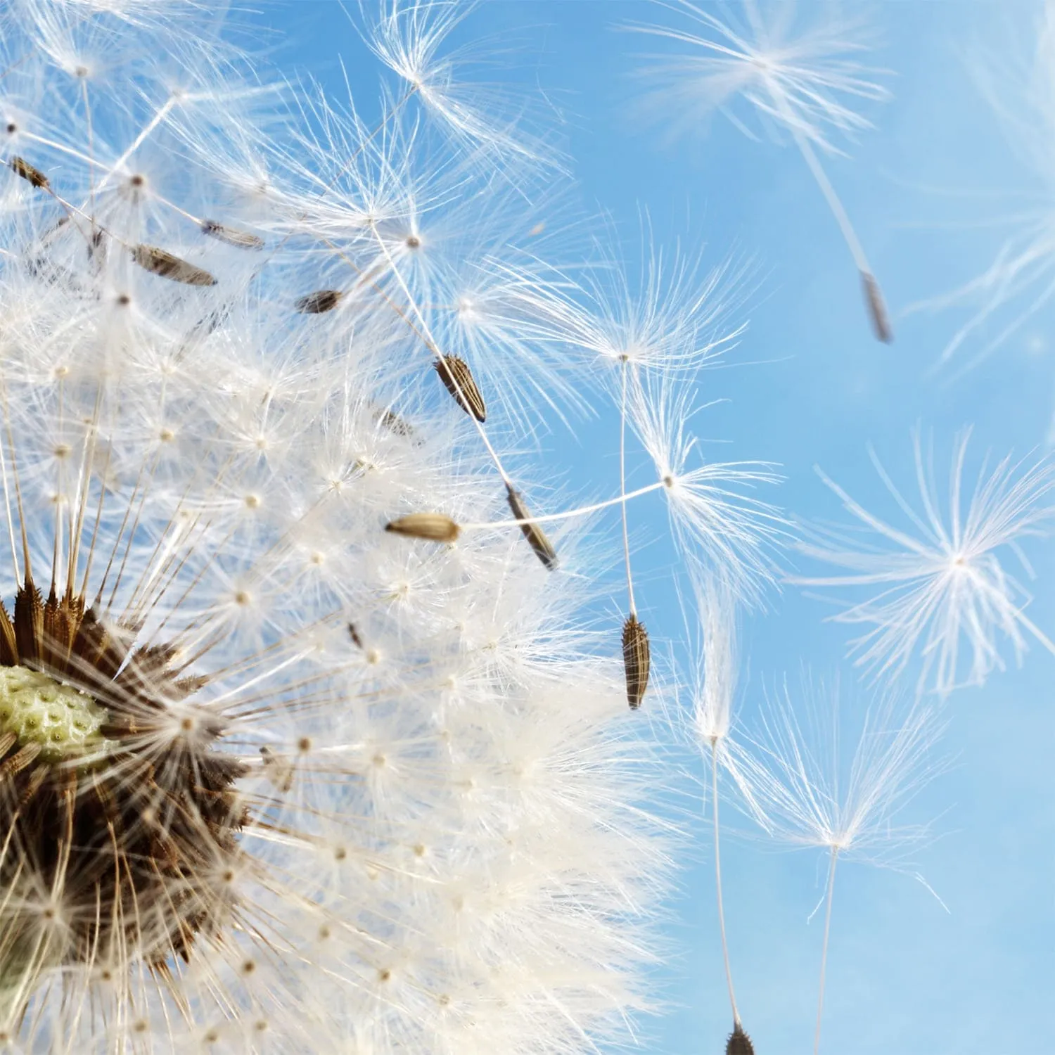 Фотообои рулонные Citydecor Одуванчик 2 на флизелиновой основе 300x254 см