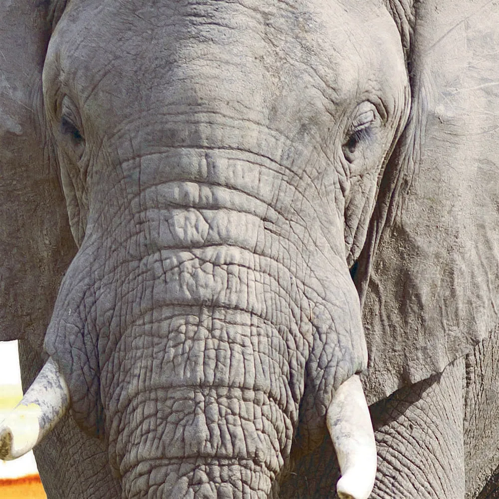 Фотообои рулонные Citydecor Слон 3D на флизелиновой основе 300x254 см