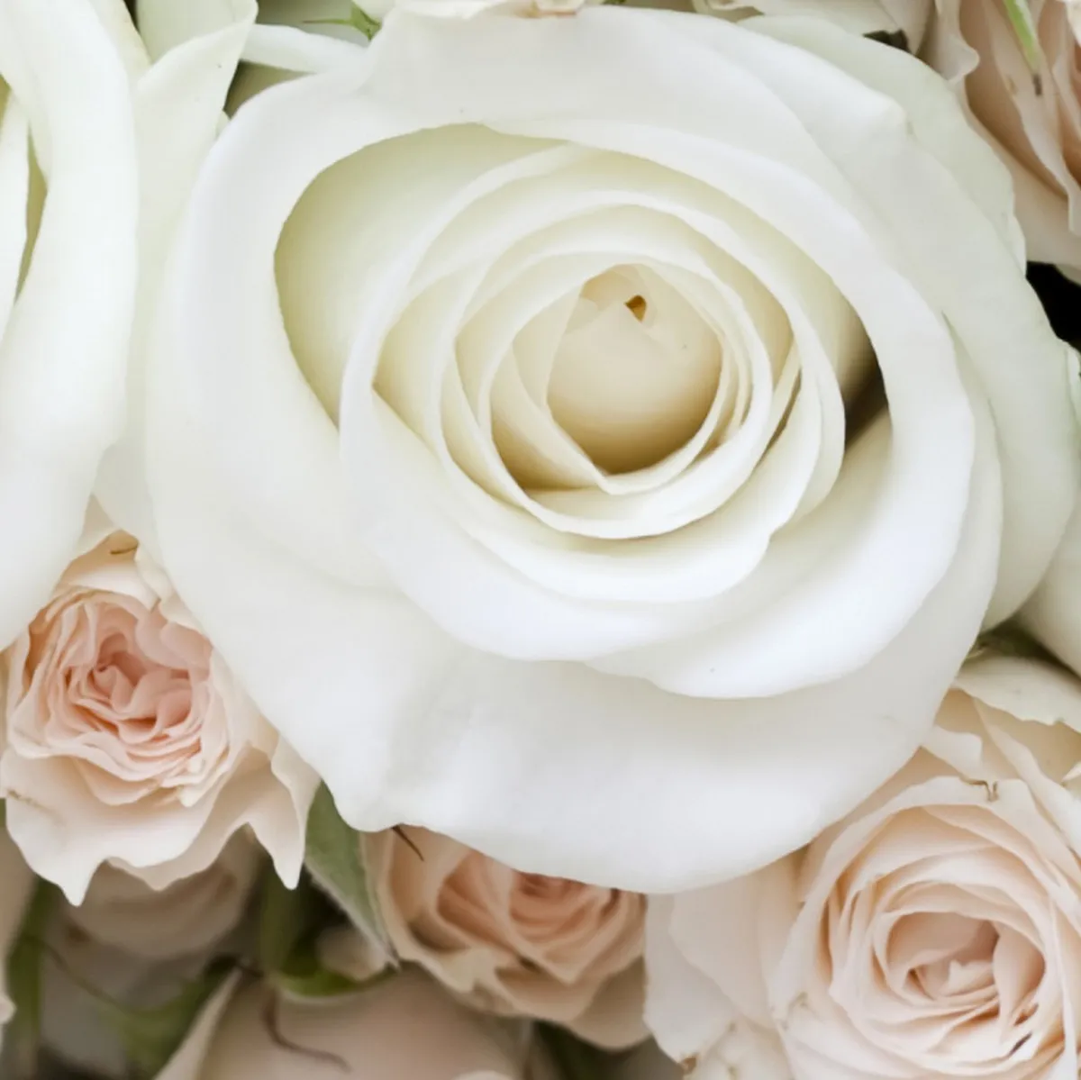 Фотообои рулонные Citydecor Букет роз на флизелиновой основе 300x260 см 