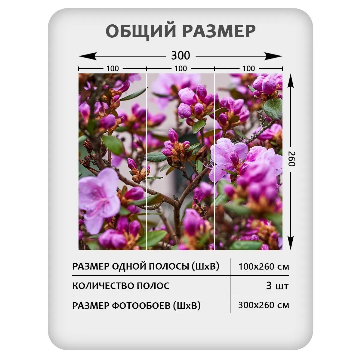 Фотообои рулонные Citydecor Цветы и Растения 204 на флизелиновой основе 300x260 см