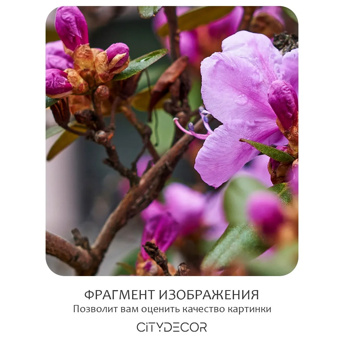 Фотообои рулонные Citydecor Цветы и Растения 204 на флизелиновой основе 300x260 см