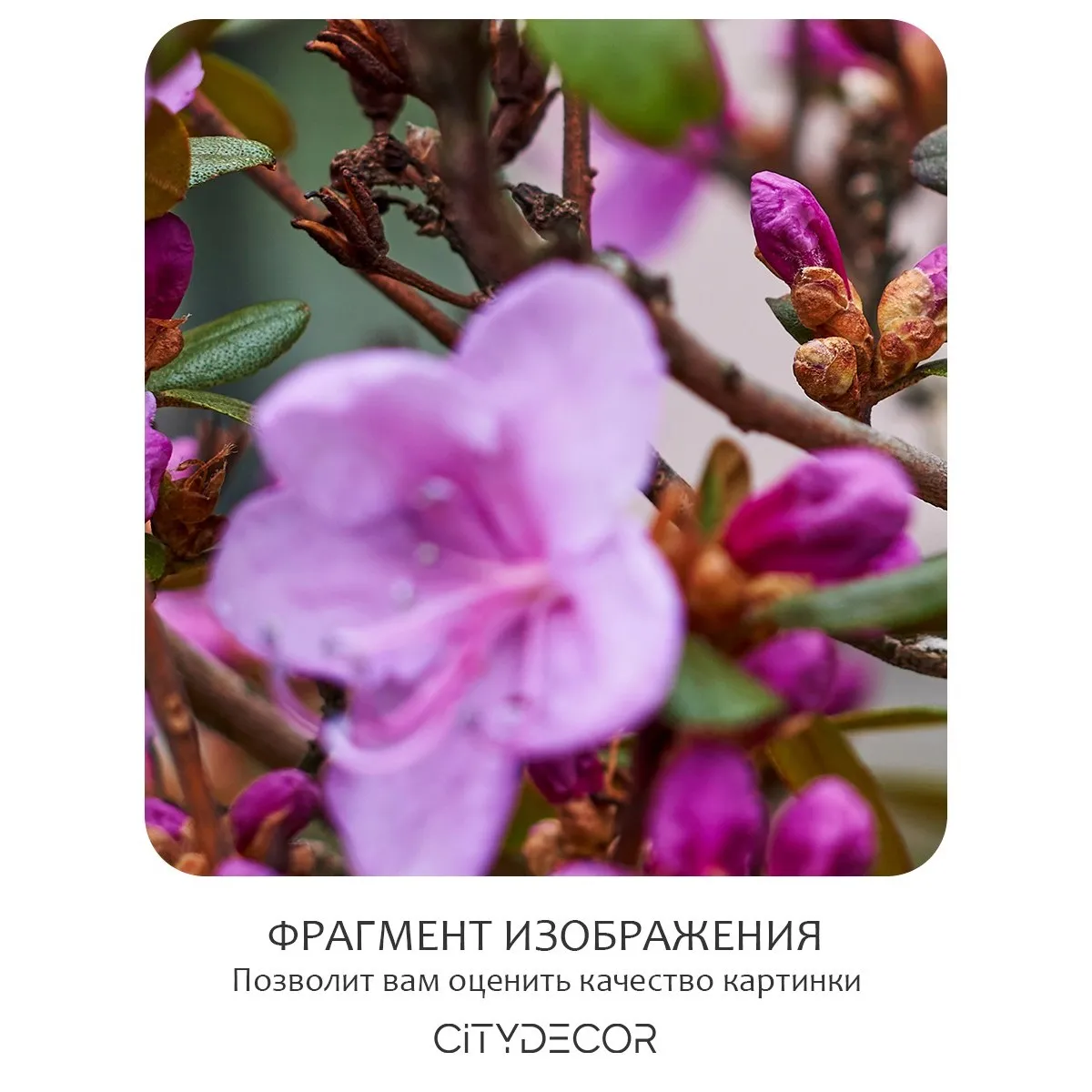 Фотообои рулонные Citydecor Цветы и Растения 204 на флизелиновой основе 300x260 см