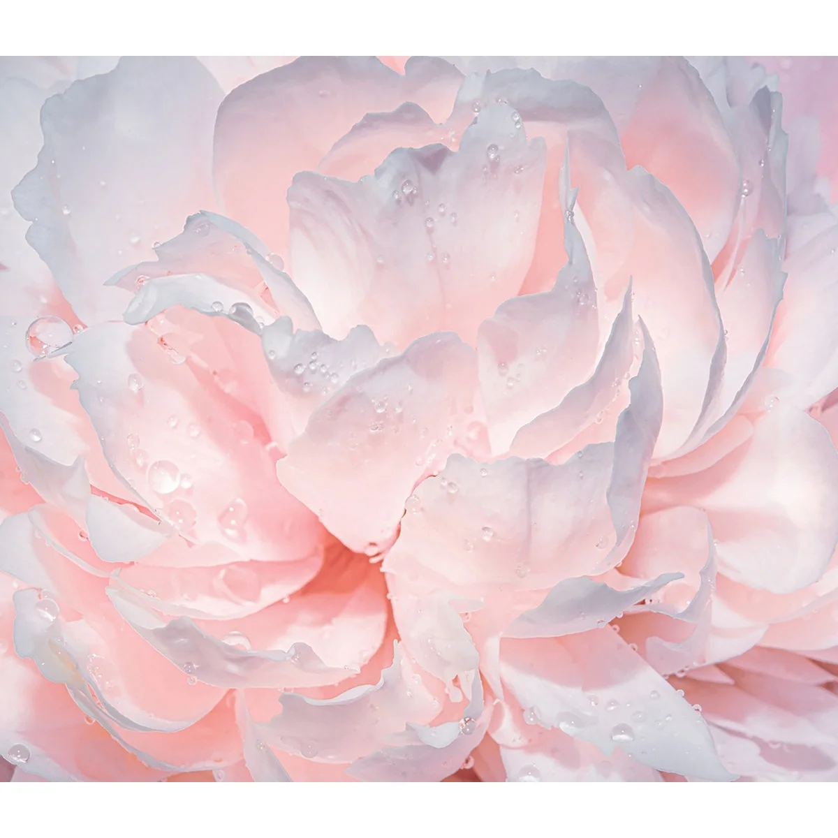 Фотообои рулонные Citydecor Цветы и Растения 40 на флизелиновой основе 300x260 см