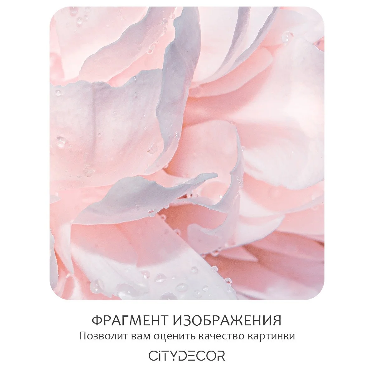 Фотообои рулонные Citydecor Цветы и Растения 40 на флизелиновой основе 300x260 см