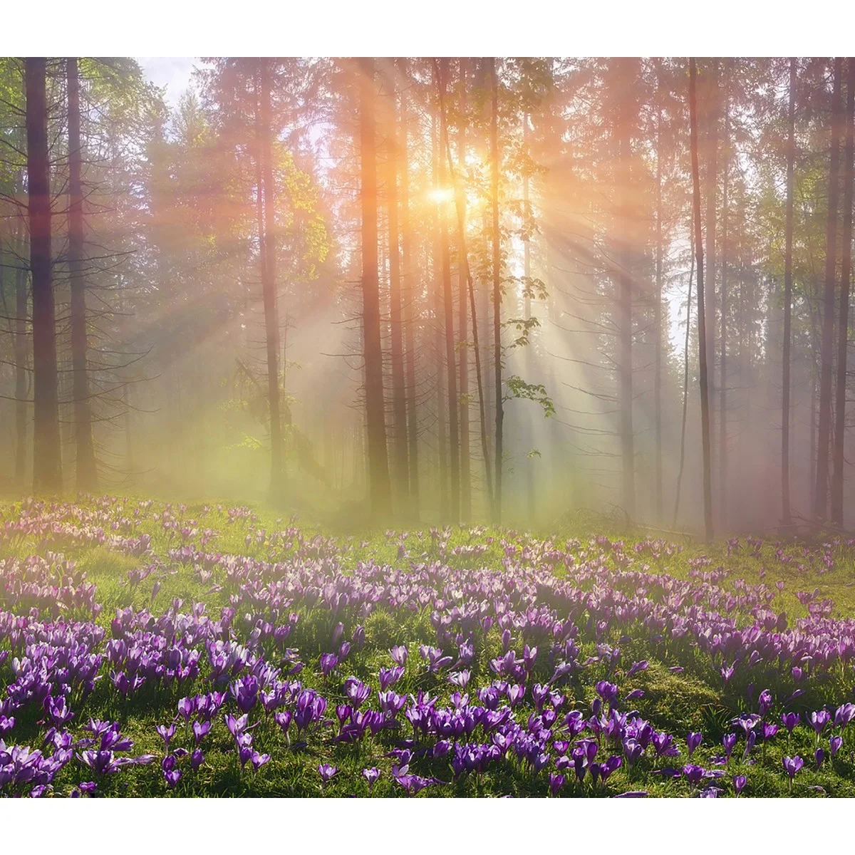 Фотообои рулонные Citydecor Природа 39 на флизелиновой основе 300x260 см