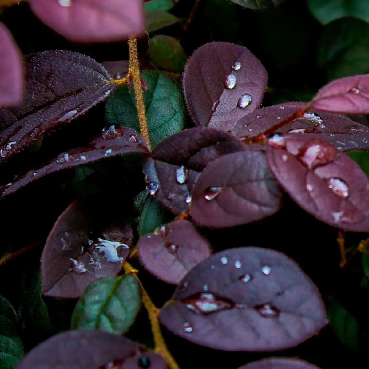 Фотообои рулонные Citydecor Роса 3D на флизелиновой основе 300x260 см