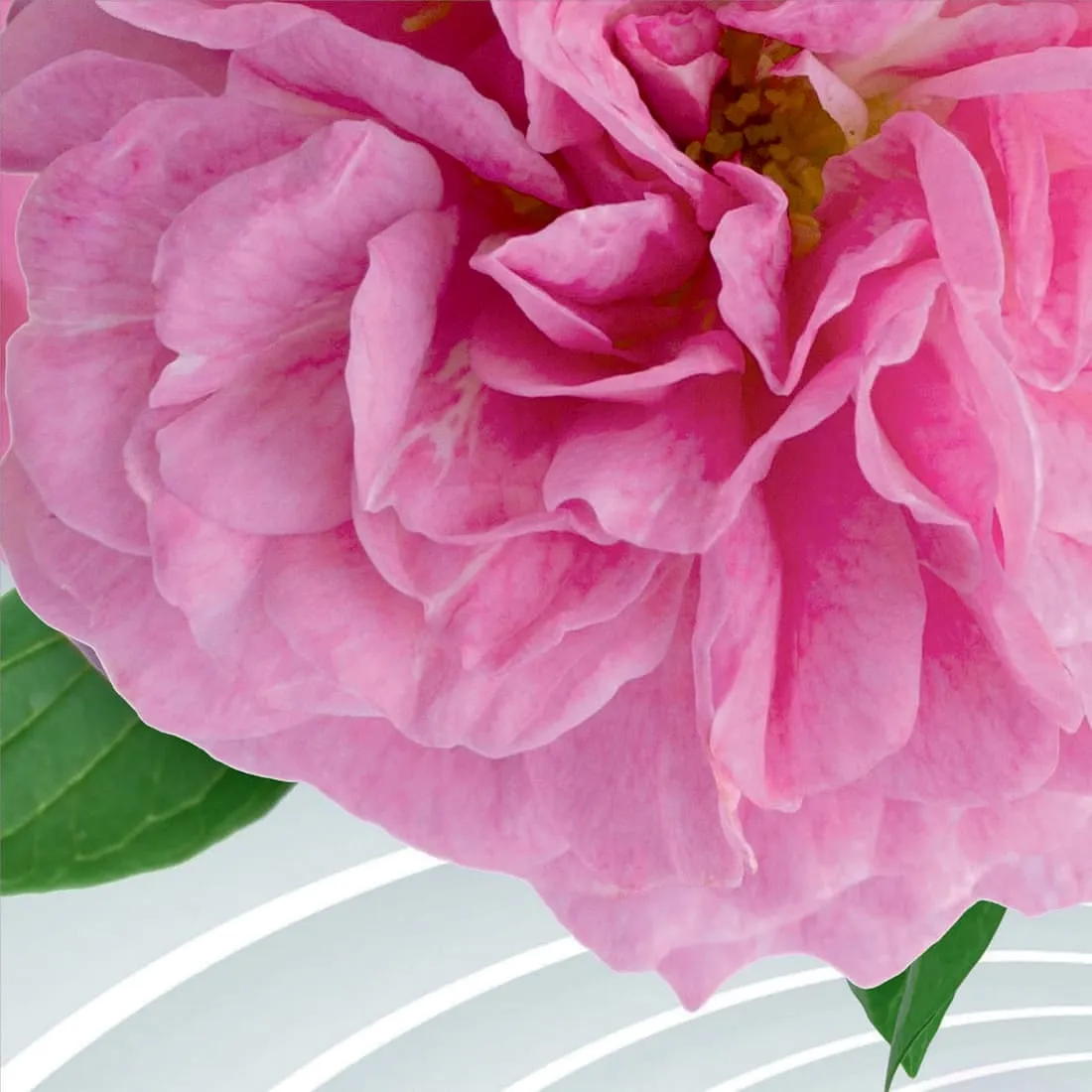 Фотообои рулонные Citydecor Цветочный декор 2 3D на флизелиновой основе 400x254 см