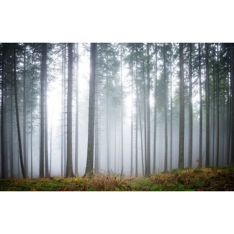Фотообои рулонные Citydecor Лес в тумане 2 на флизелиновой основе 400x254 см