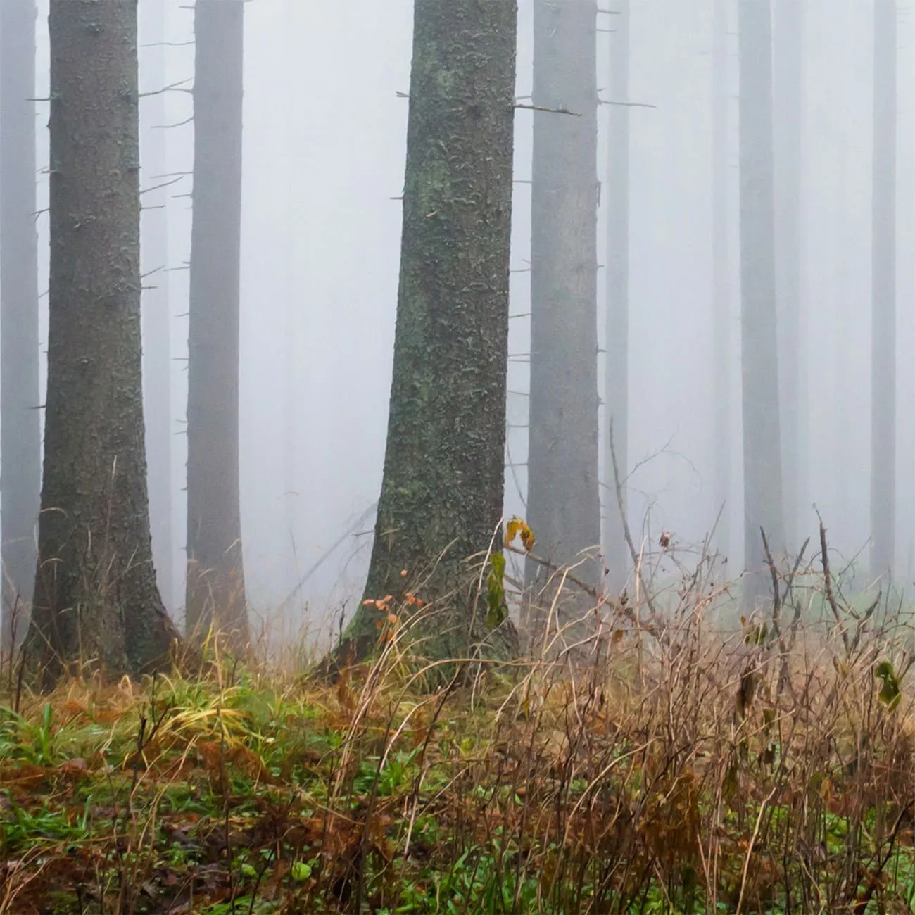 Фотообои рулонные Citydecor Лес в тумане 2 на флизелиновой основе 400x254 см