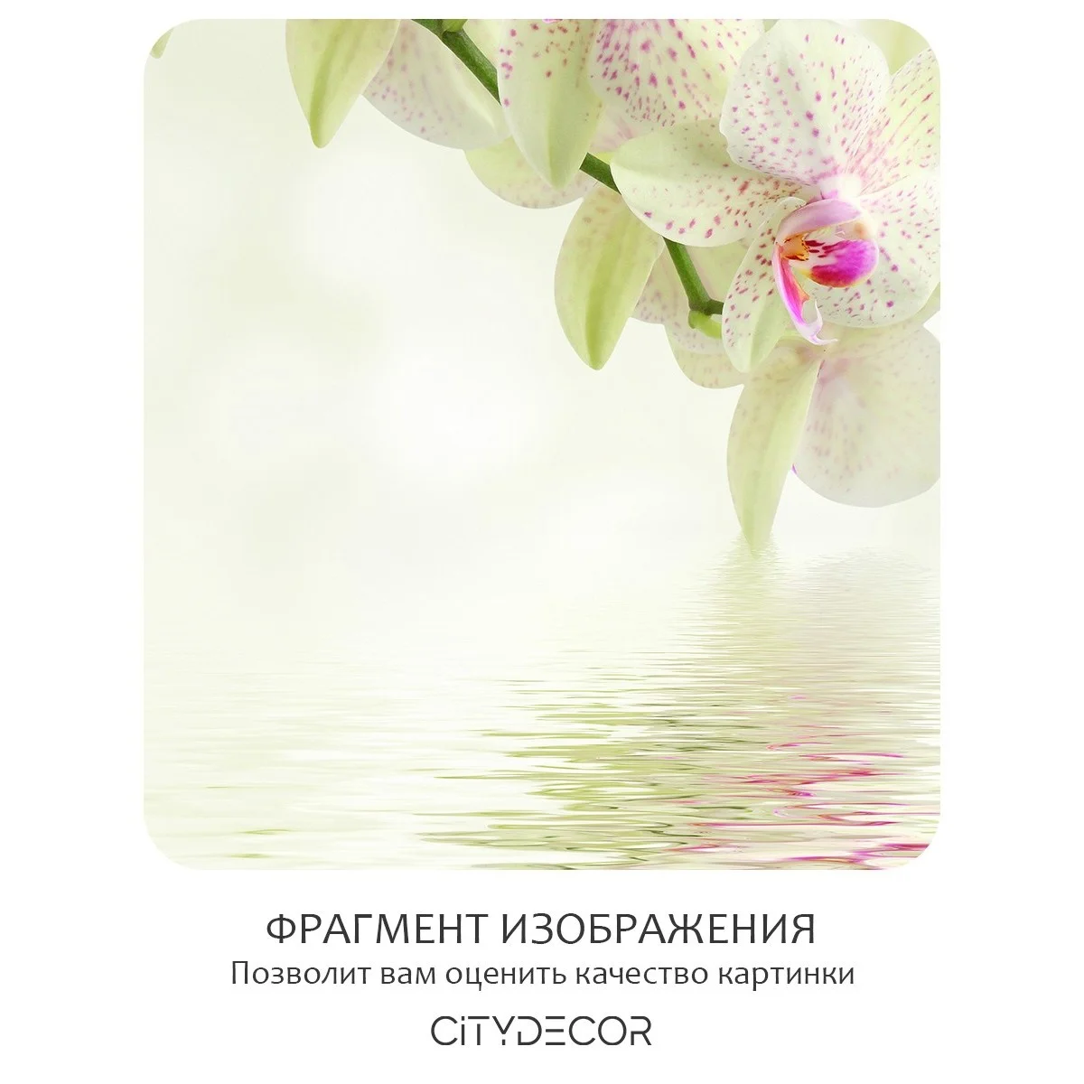 Фотообои рулонные Citydecor Цветы и Растения 34 на флизелиновой основе 400x260 см