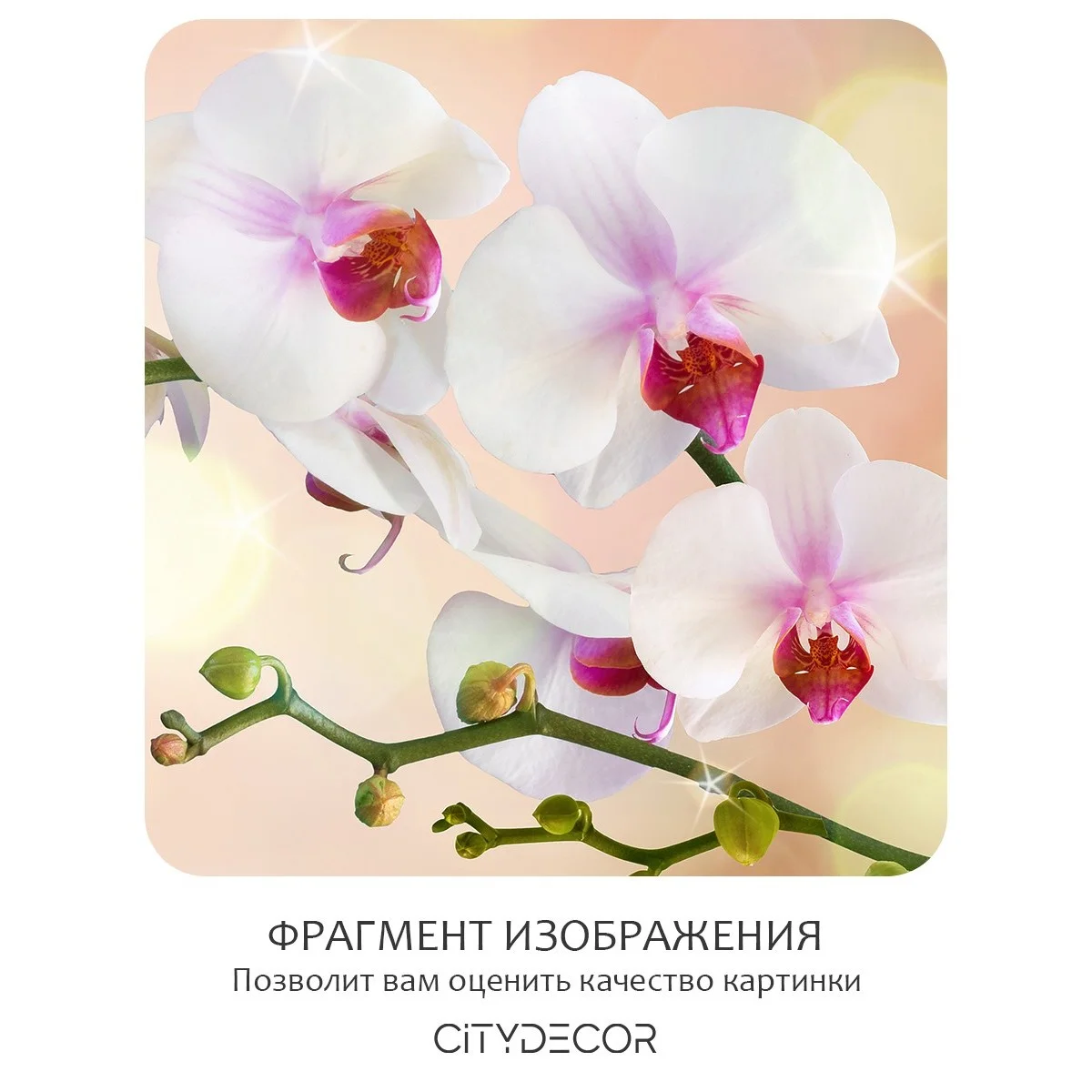Фотообои рулонные Citydecor Цветы и Растения 38 на флизелиновой основе 400x260 см