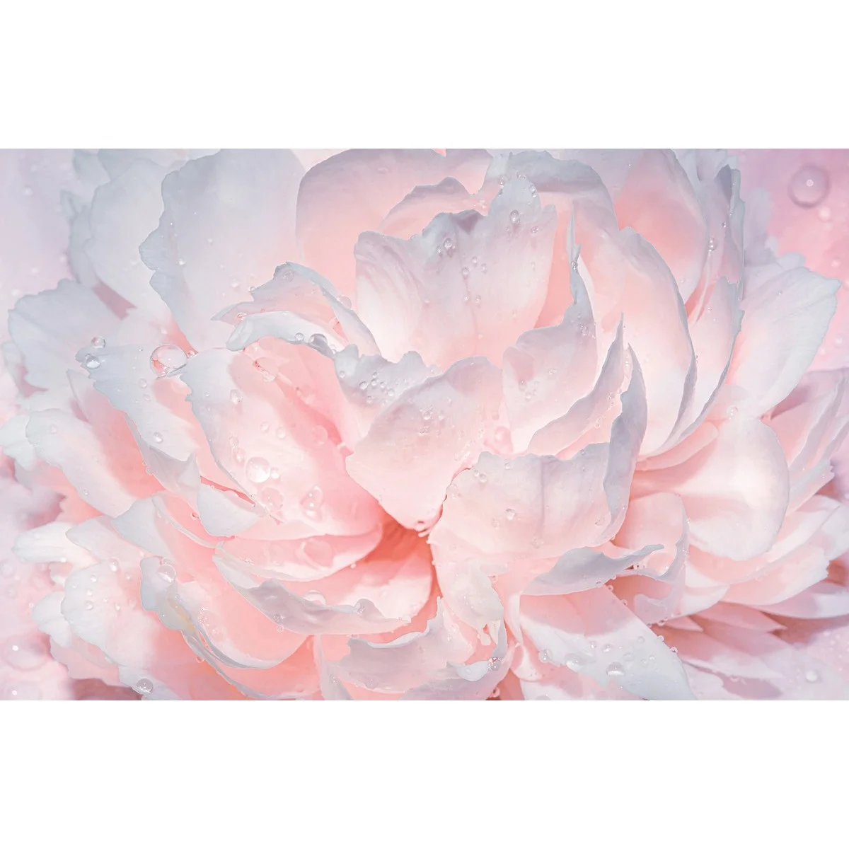 Фотообои рулонные Citydecor Цветы и Растения 40 на флизелиновой основе 400x260 см