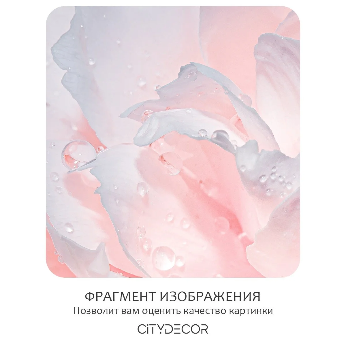 Фотообои рулонные Citydecor Цветы и Растения 40 на флизелиновой основе 400x260 см