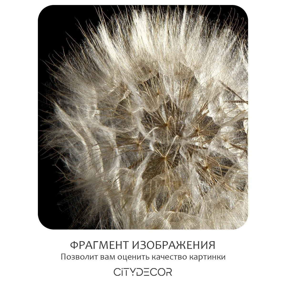 Фотообои рулонные Citydecor Цветы и Растения 58 на флизелиновой основе 400x260 см