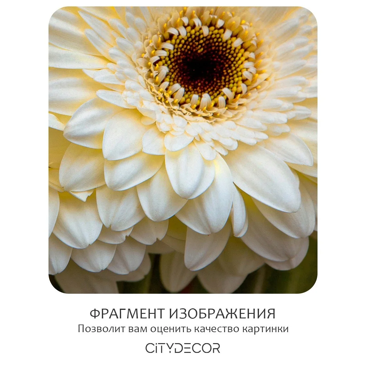 Фотообои рулонные Citydecor Цветы и Растения 68 на флизелиновой основе 400x260 см