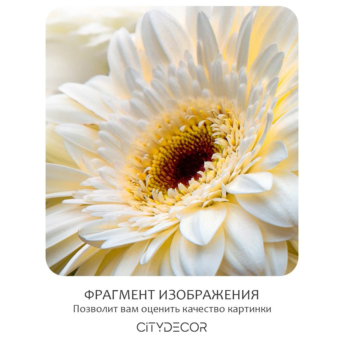 Фотообои рулонные Citydecor Цветы и Растения 68 на флизелиновой основе 400x260 см