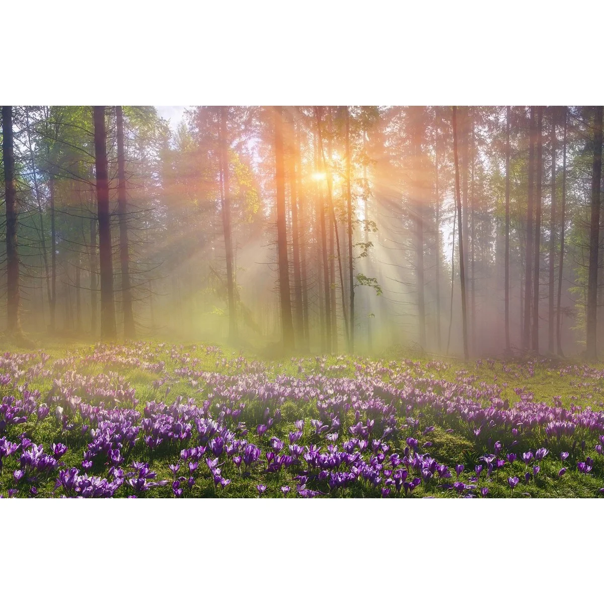 Фотообои рулонные Citydecor Природа 39 на флизелиновой основе 400x260 см