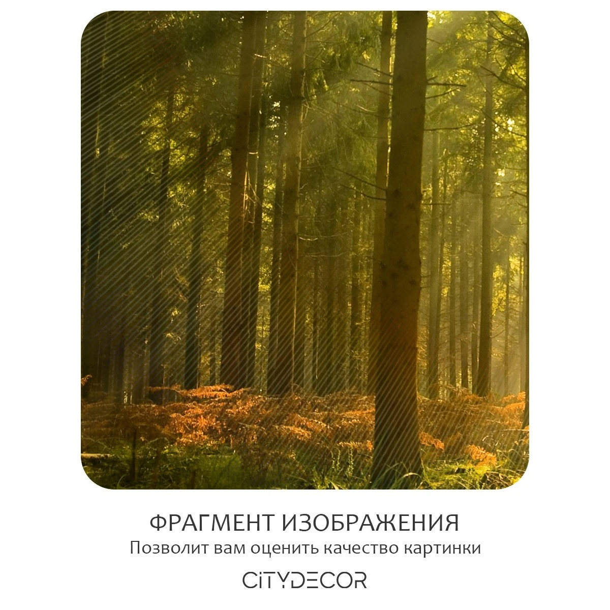 Бесшовное панно Citydecor Природа 8 на флизелиновой основе 400x270 см