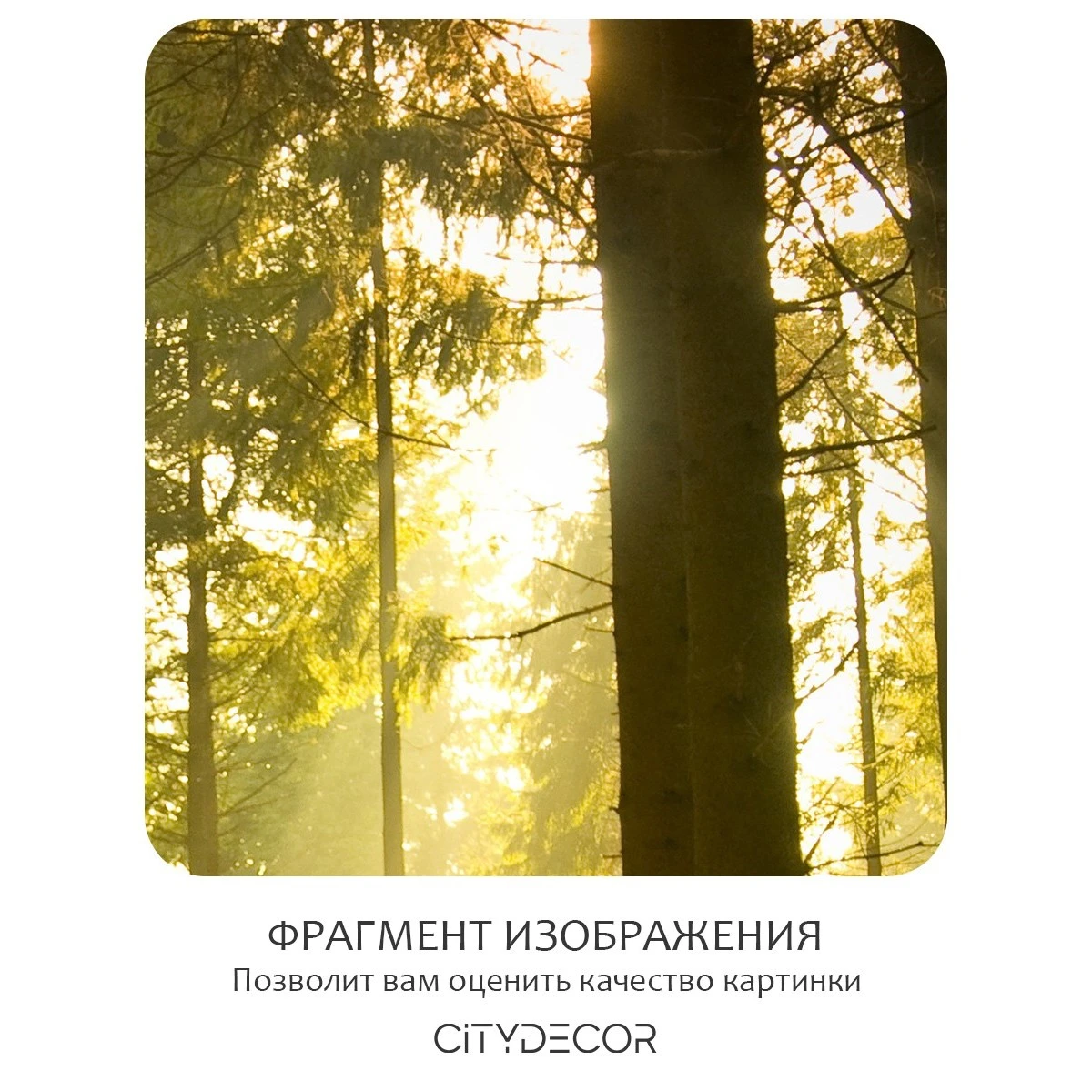Бесшовное панно Citydecor Природа 8 на флизелиновой основе 400x270 см