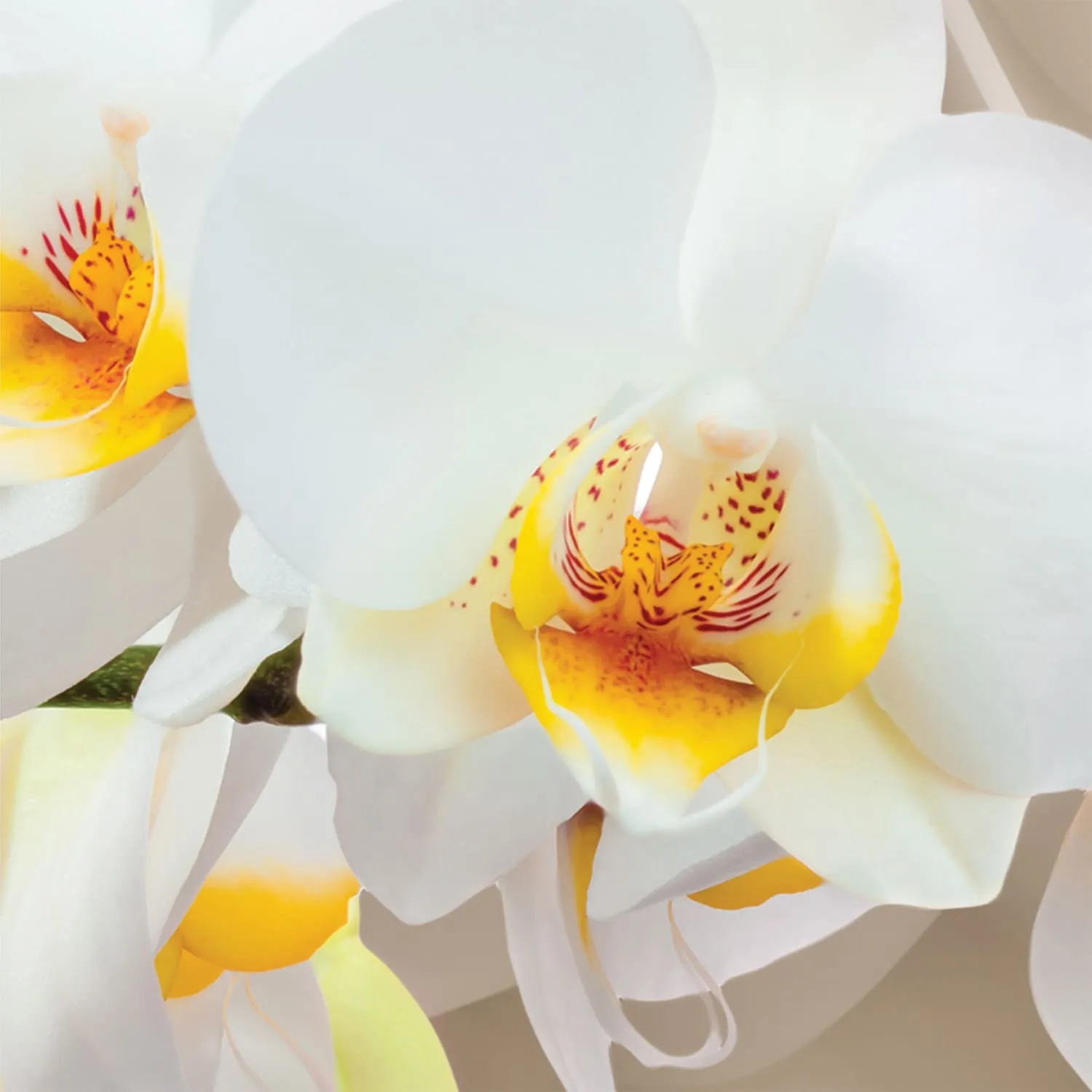 Фотообои рулонные Citydecor Цветочный декор 6 3D на флизелиновой основе 500x254 см