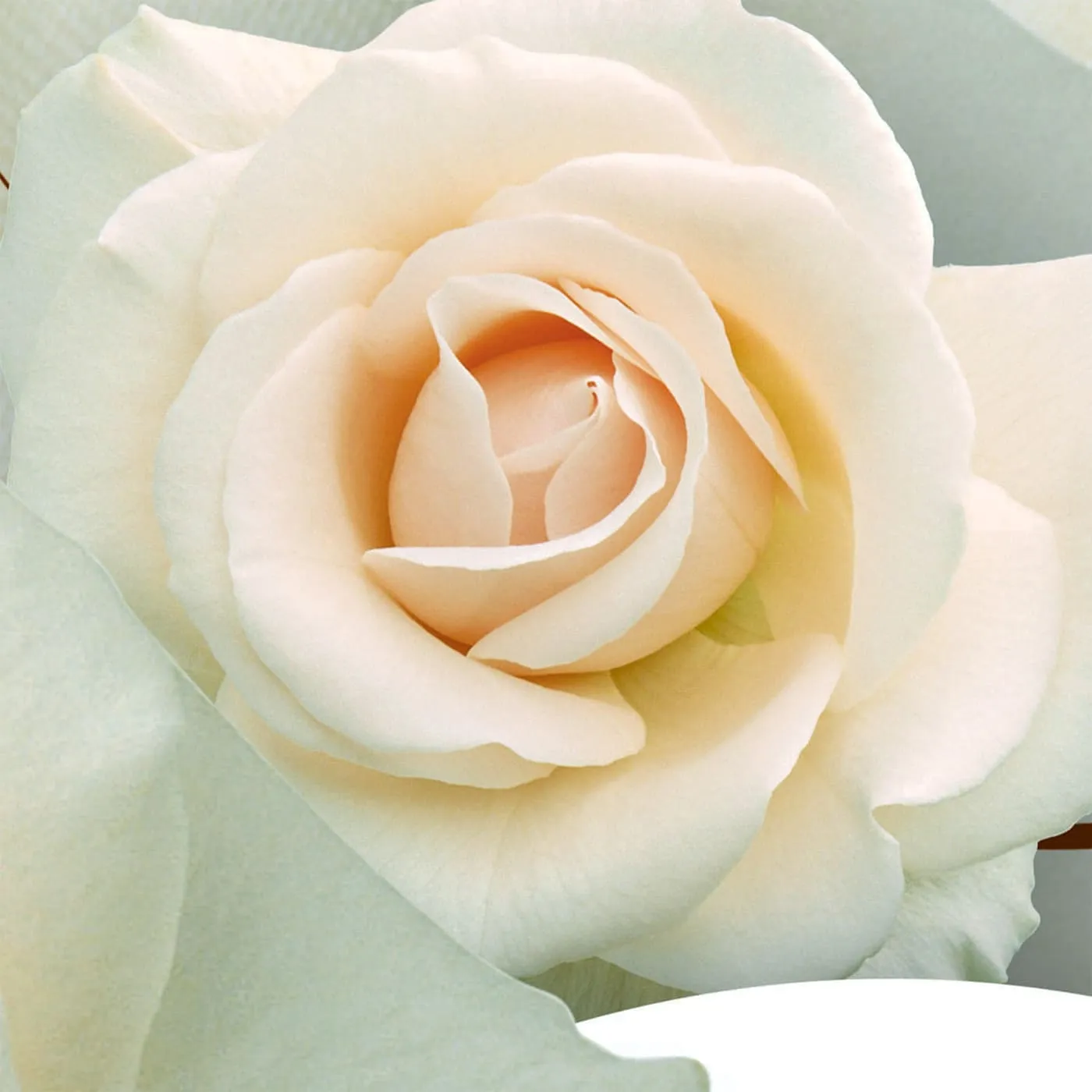 Фотообои рулонные Citydecor Цветочный декор 7 3D на флизелиновой основе 500x254 см