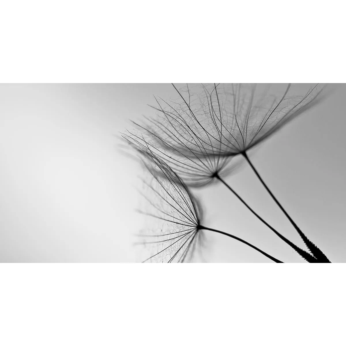 Фотообои рулонные Citydecor Цветы и Растения 138 на флизелиновой основе 500x260 см
