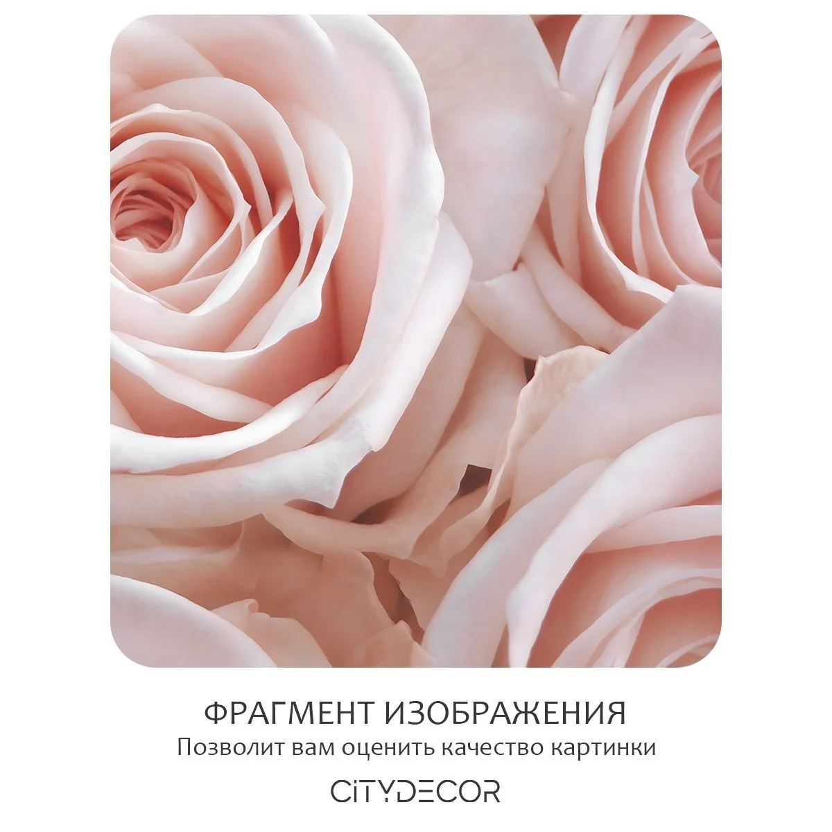 Фотообои рулонные Citydecor Цветы и Растения 36 на флизелиновой основе 500x260 см