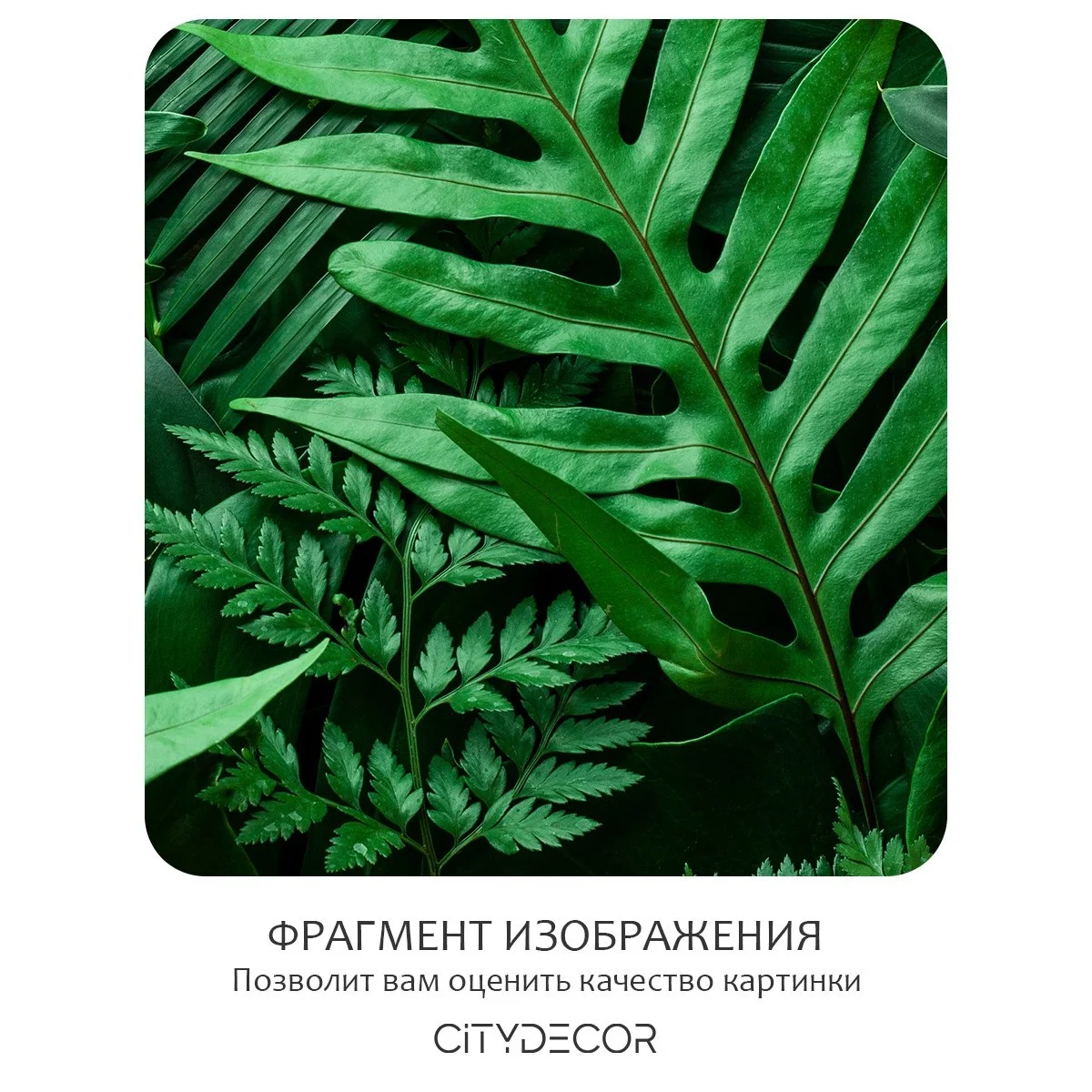 Бесшовное панно Citydecor Цветы и Растения 73 на флизелиновой основе 500x270 см