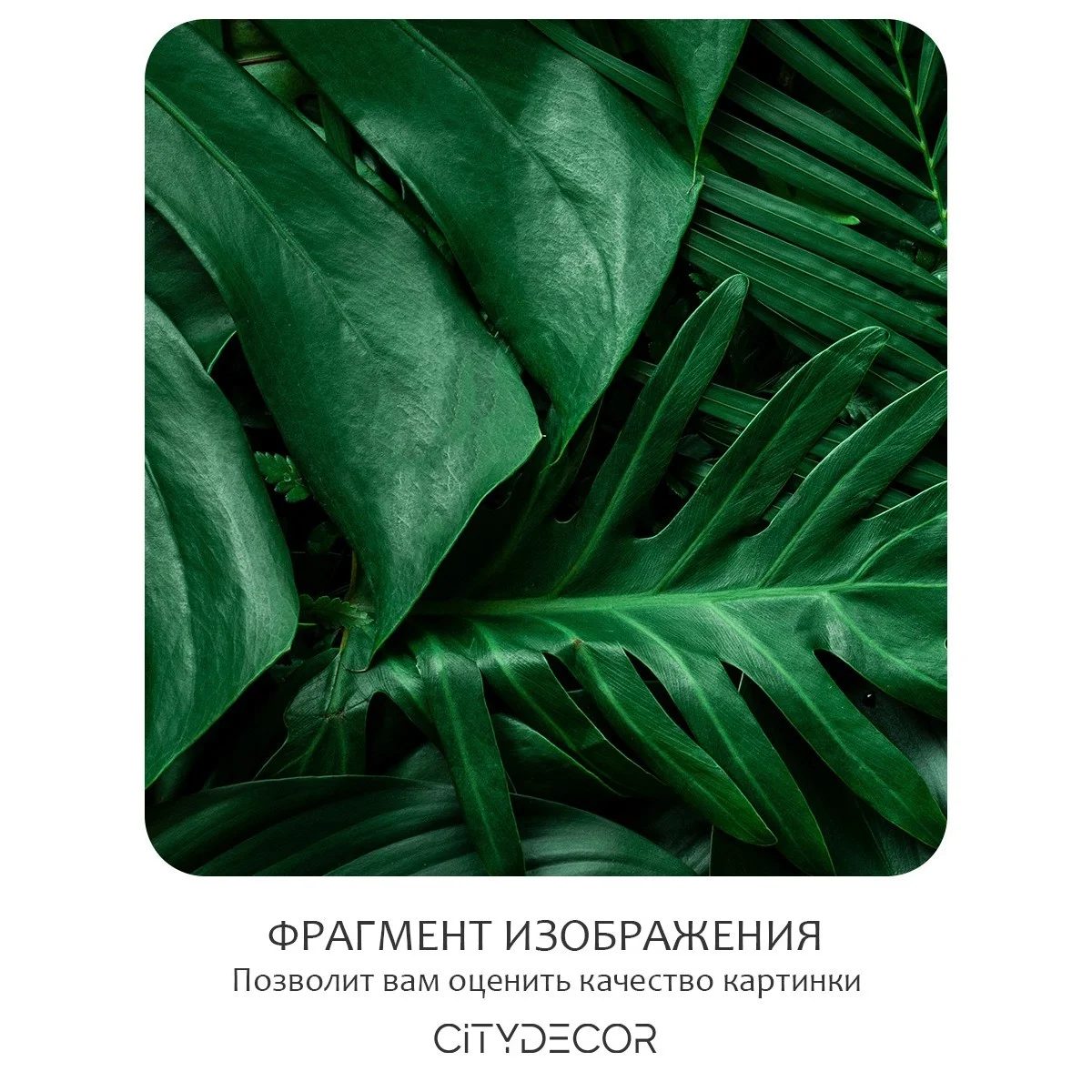 Бесшовное панно Citydecor Цветы и Растения 73 на флизелиновой основе 500x270 см
