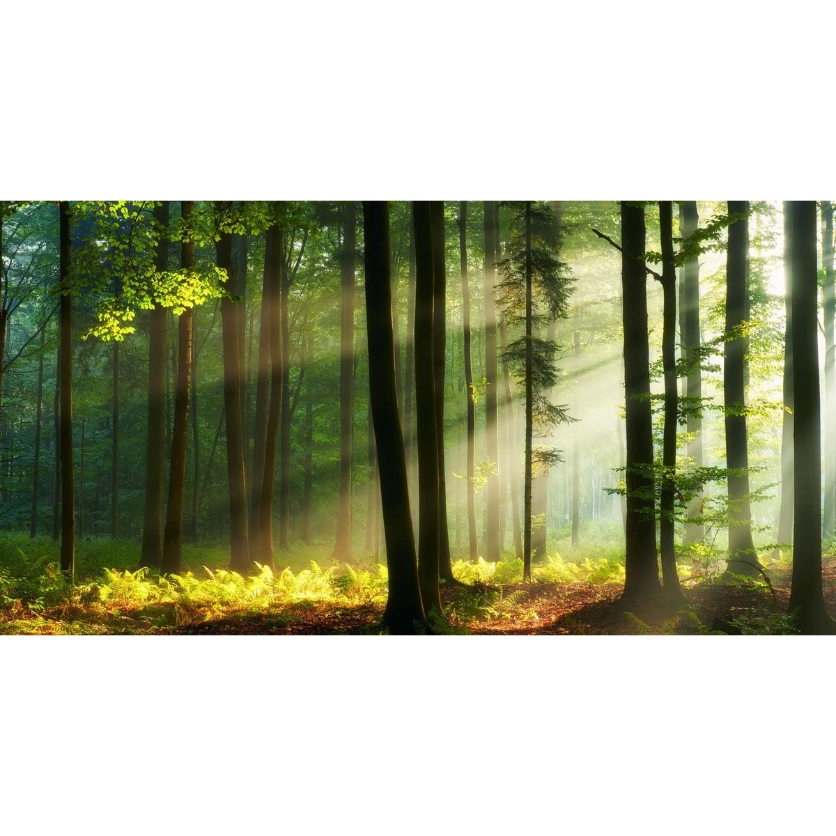 Бесшовное панно Citydecor Природа 28 на флизелиновой основе 500x270 см