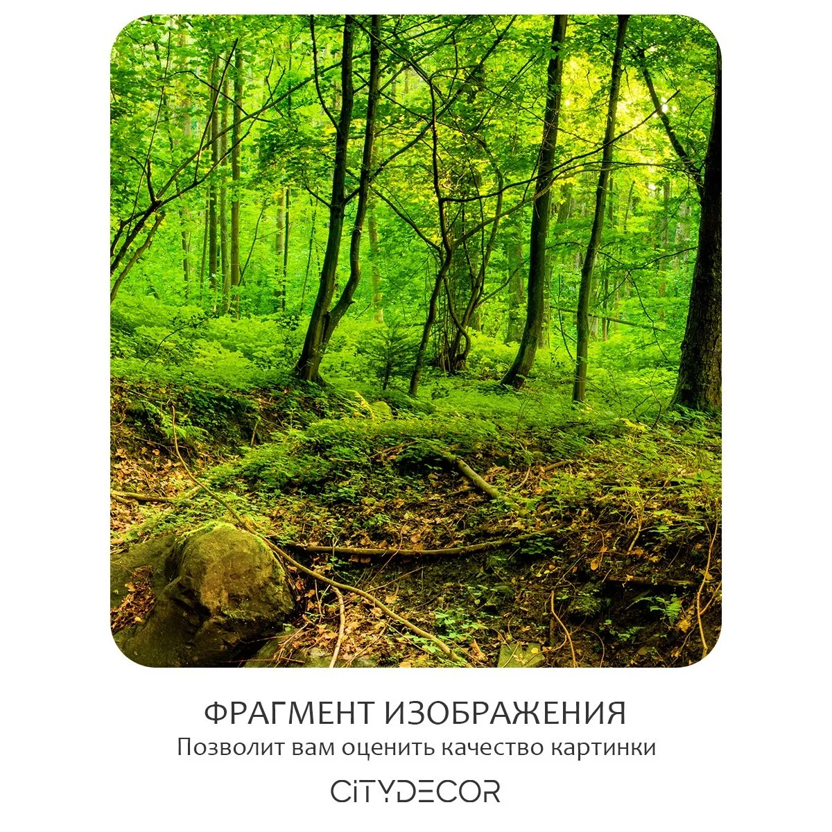 Бесшовное панно Citydecor Природа 37 на флизелиновой основе 500x270 см