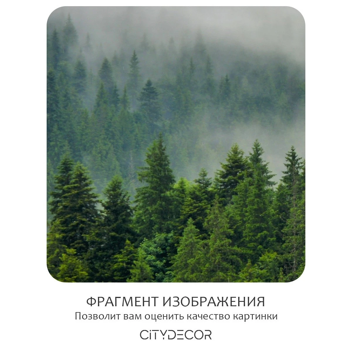 Бесшовное панно Citydecor Природа 6 на флизелиновой основе 500x270 см