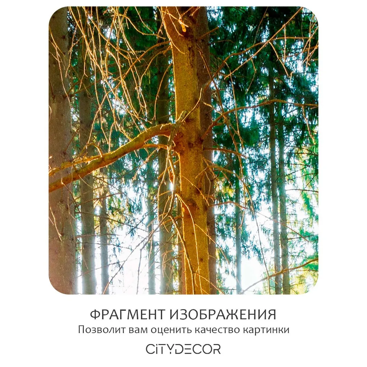 Бесшовное панно Citydecor Природа 149 на флизелиновой основе 500x270 см